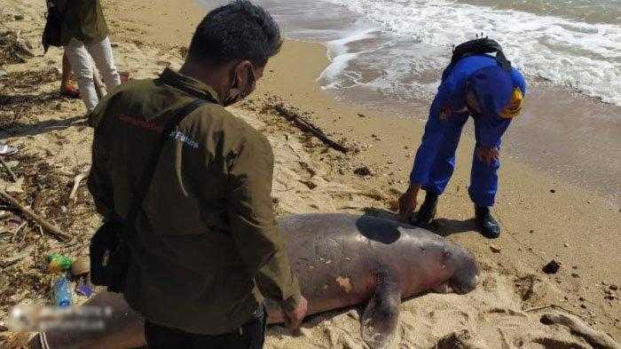 Seekor Dugong Mati Mengenaskan dengan Dua Luka Tembak di Tubuhnya