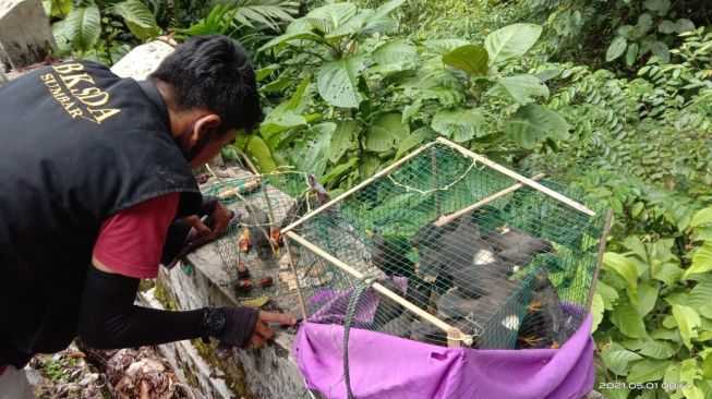 Kirim 32 Jalak Kerbau Tanpa Dokumen, 2 Pelaku Diberi Pembinaan