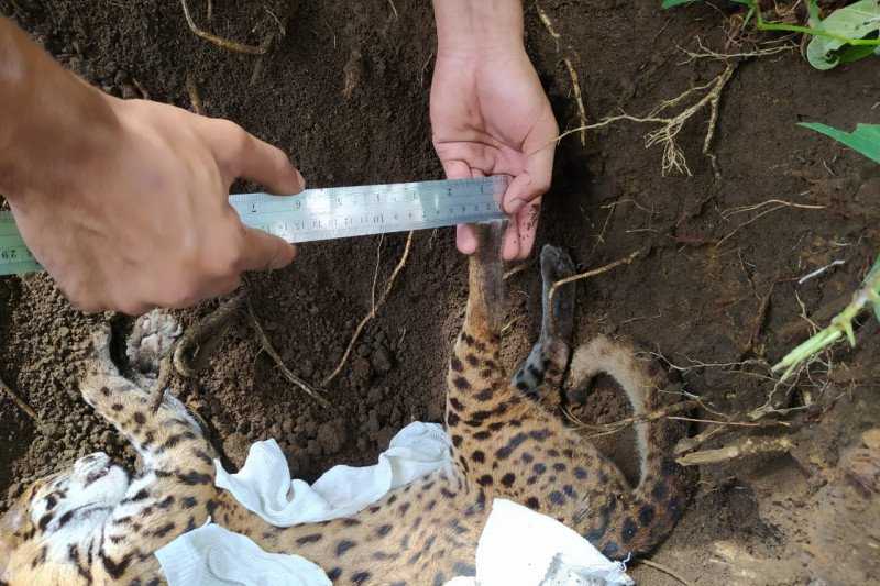 Diduga Tertabrak Kendaraan, Kucing Kuwuk Ditemukan Mati di Jalanan