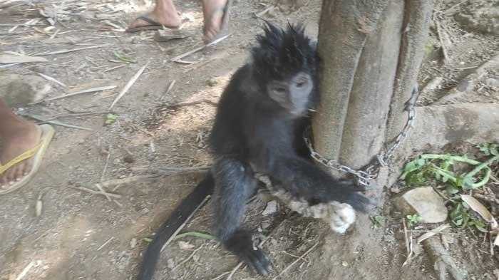 Dibiarkan Berkeliaran Selama Setahun, Lutung Budeng di Jember Ditangkap Warga