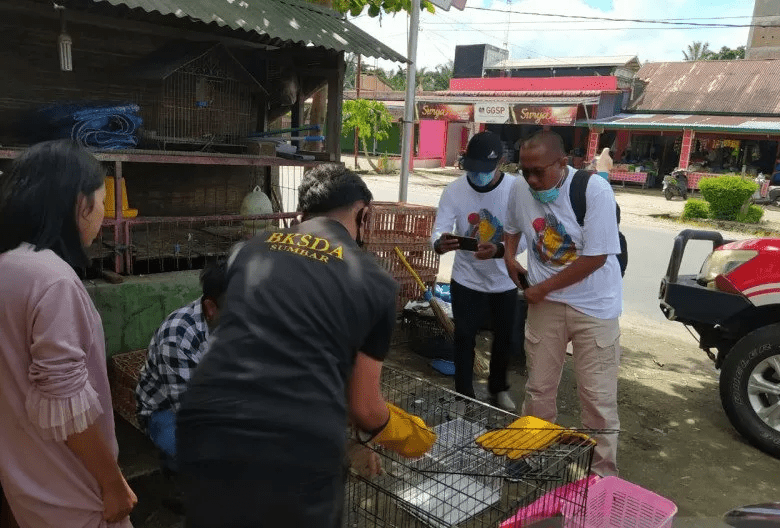 Temukan 2 Kukang di Tiang Listrik, Warga Langsung Serahkan ke BKSDA
