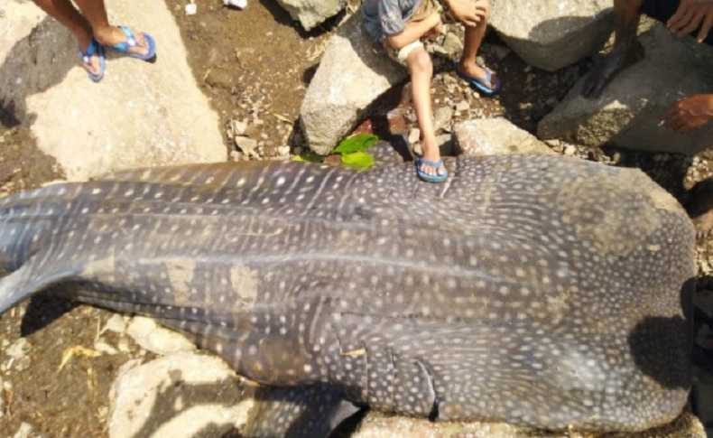 Hiu Paus Terdampar di Pantai Kuari, Siripnya dalam Kondisi Terpotong