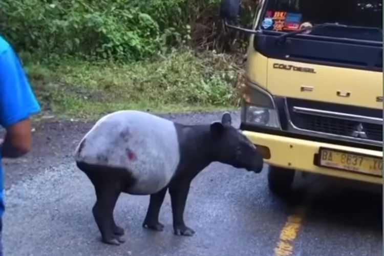 Tapir yang Dilepasliarkan di TNKS Muncul di Tepi Jalan Raya
