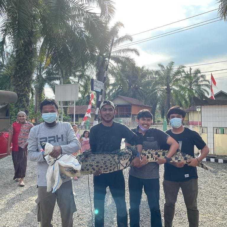 BKSDA Sumbar Resor Agam Evakuasi Buaya Tangkapan Warga