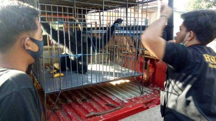 Gigit Warga, Owa Siamang yang Dipelihara Warga Diamankan BKSDA
