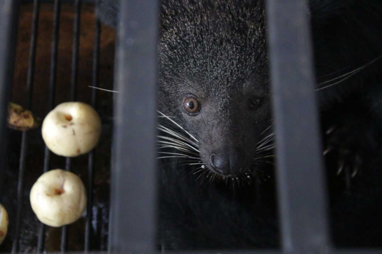 BKSDA Sumbar Resort Tanah Datar Selamatkan 3 Binturong