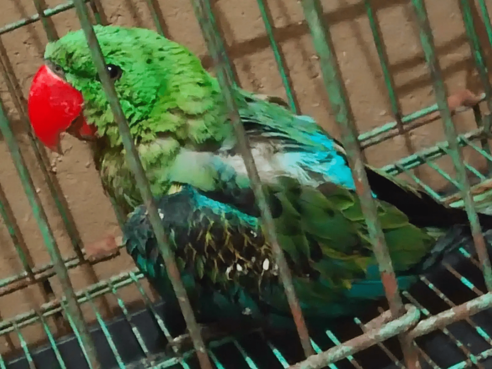 Hendak Diselundupkan ke Luar Sorong, Seekor Burung Langka Mati