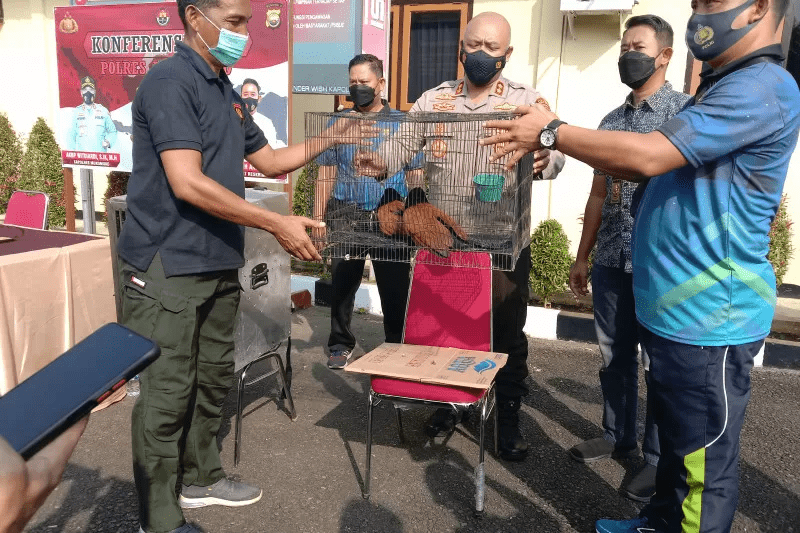 Polisi Mukomuko Sita 3 Satwa Dilindungi yang Dipelihara Warga