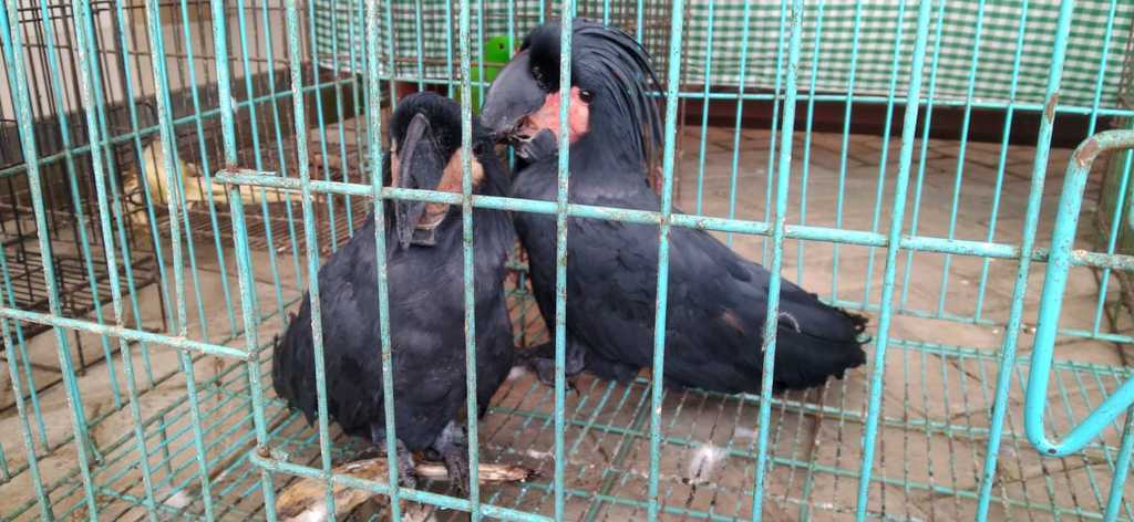 11 Satwa Endemik Papua Diselamatkan dari Penyelundupan
