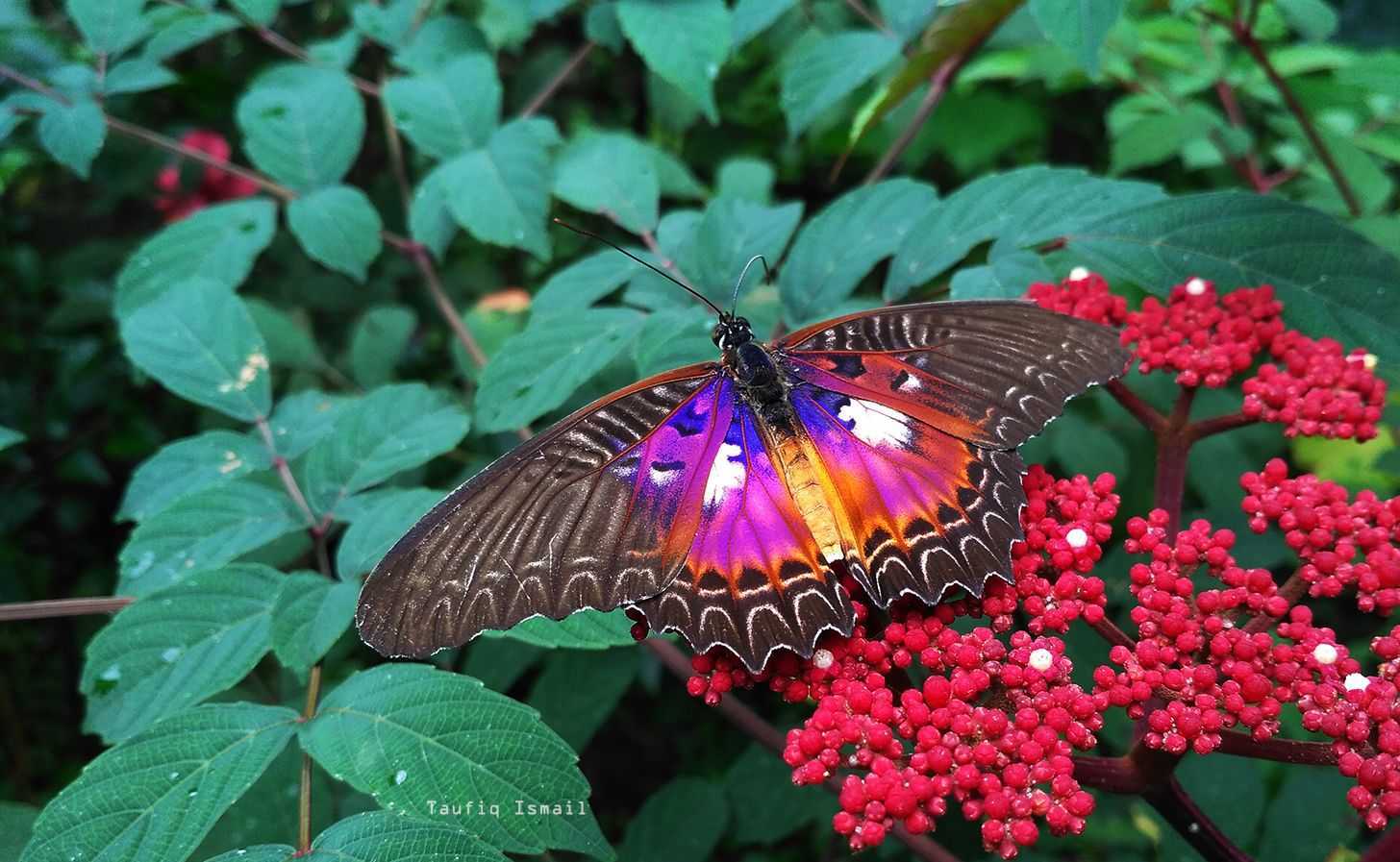 Satu Lagi Spesies Endemik Sulawesi yang Langka, Kupu-kupu Bidadari!