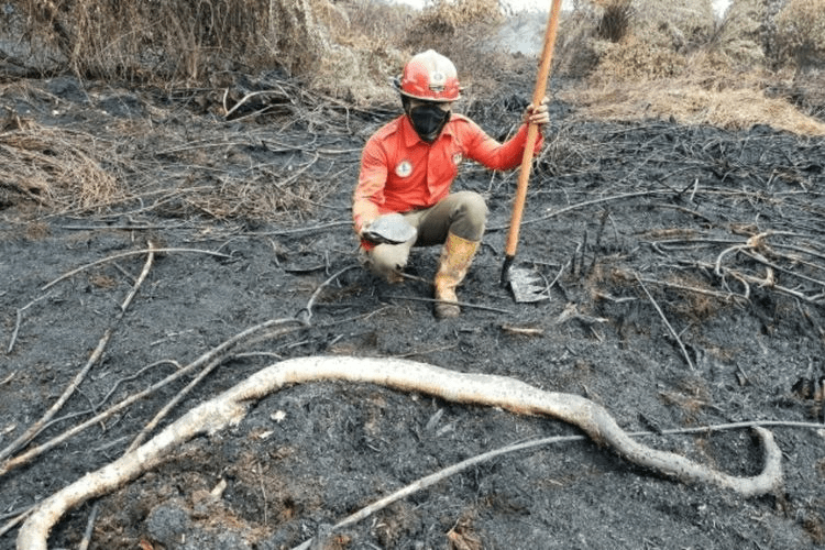 Sedih! Ular Sanca dan Kura-Kura Mati Terpanggang Akibat Kebakaran Hutan