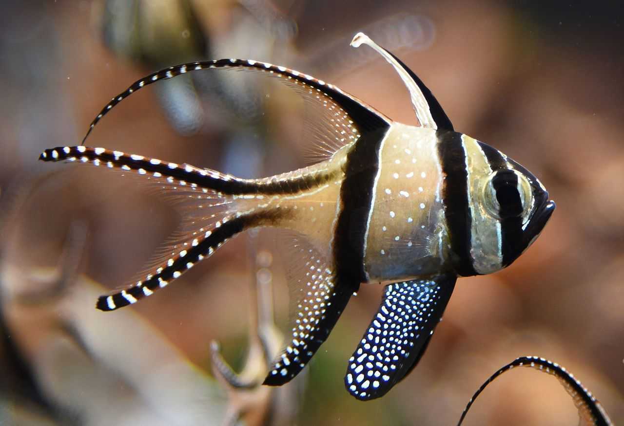 Banggai Cardinal Fish, Ikan Hias yang Tidak Boleh Ditangkap Sembarangan