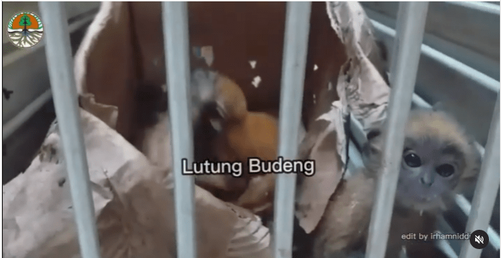 Menjual Enam Satwa Dilindungi, Tiga Pelaku Diamankan Petugas