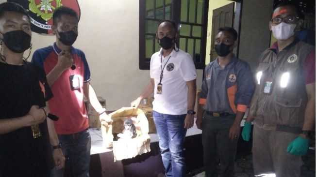 Selundupkan 2 Bayi Siamang, Sopir Bus Diamankan Petugas