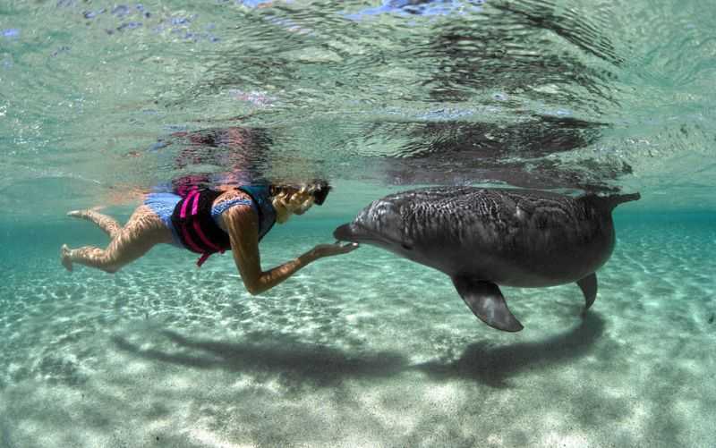 NOAA Larang Berenang Bersama Lumba-Lumba, Indonesia Kapan?