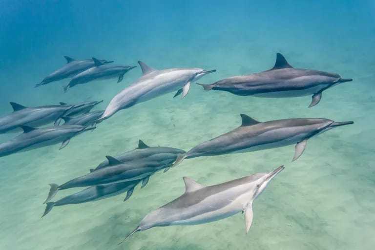 Cetacea, Mamalia Penyelam Unggul