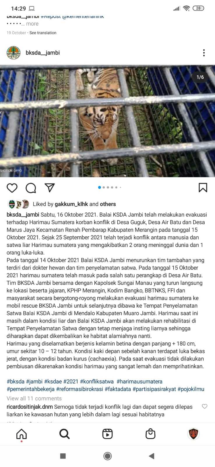 Kondisi Kesehatan Harimau di Jambi Belum Stabil