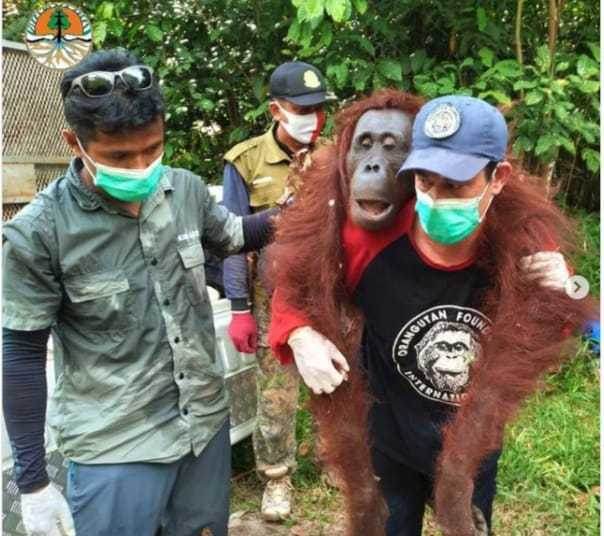 Evakuasi Seekor Induk dan Anak Orang Utan di Permukiman Warga Kotim