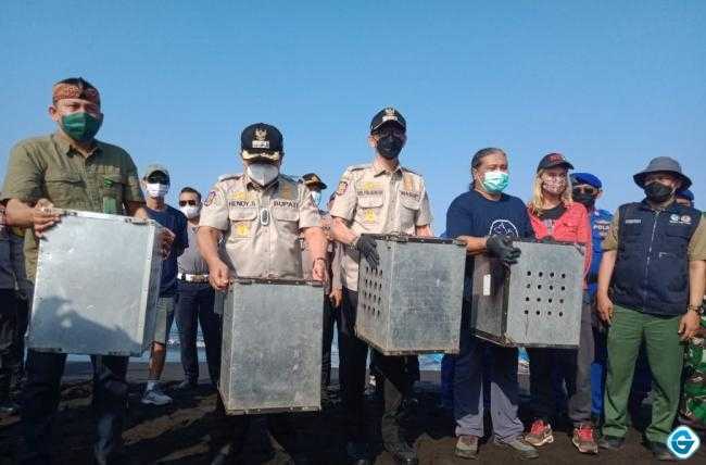 BKSDA Jember Melepasliarkan Puluhan Ekor Monyet Ekor Panjang