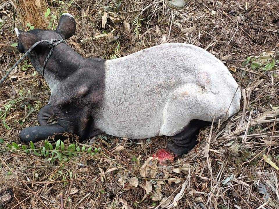 Terluka, Seekor Tapir Ditemukan Terjerat di Kebun Sawit