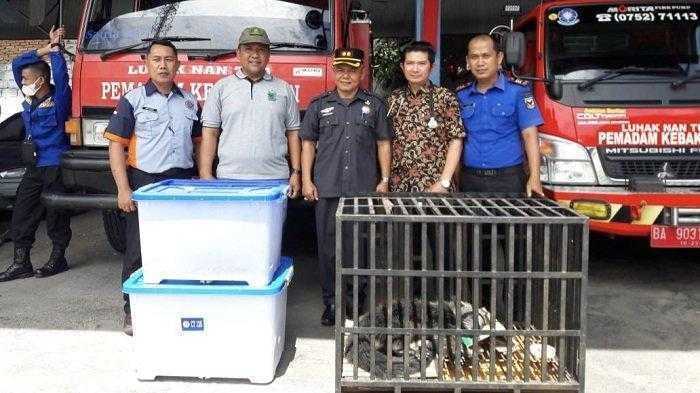 Binturong yang Terluka Kini Telah Diamankan BKSDA Sumbar