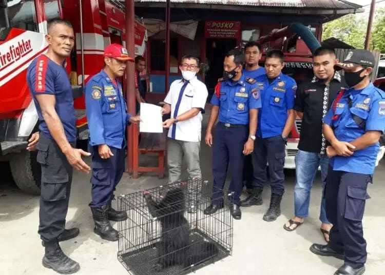 Masuk Rumah Warga, Binturong Dievakuasi Damkar Payakumbuh