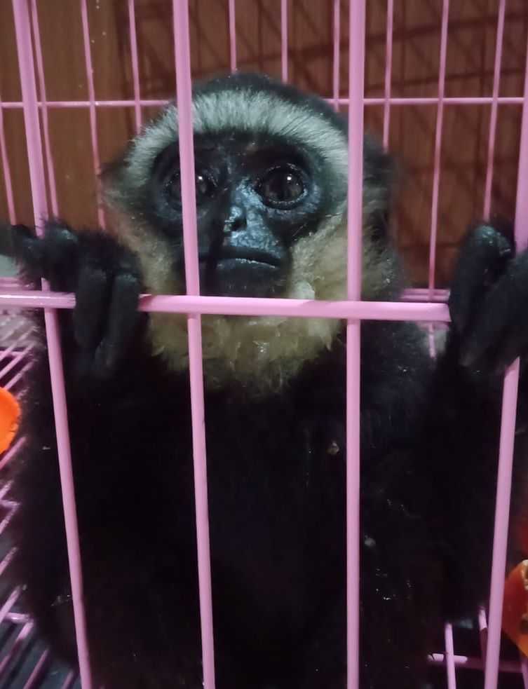 Jual Owa Ungko, Pelaku Dibekuk BKSDA Sumatera Barat