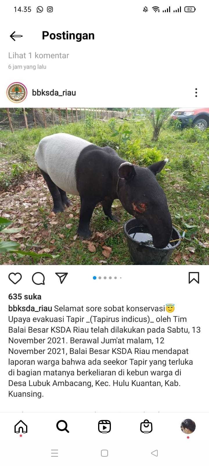 Warga Temukan Tapir Terluka Berkeliaran di Kebun Karet