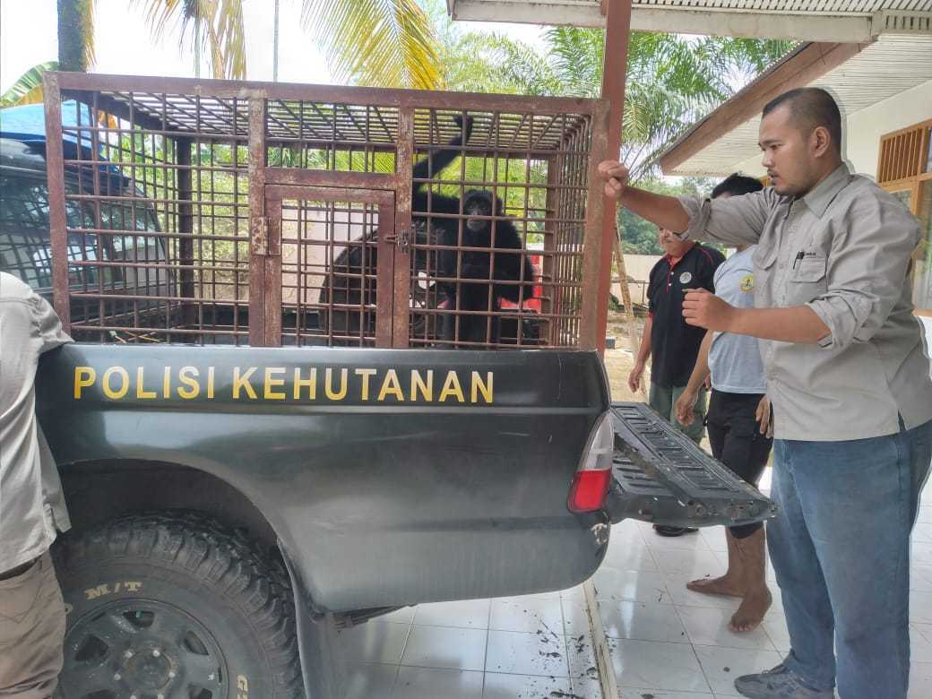 BKSDA Sumbar Lakukan Titip Rawat Siamang Hasil Serahan Warga