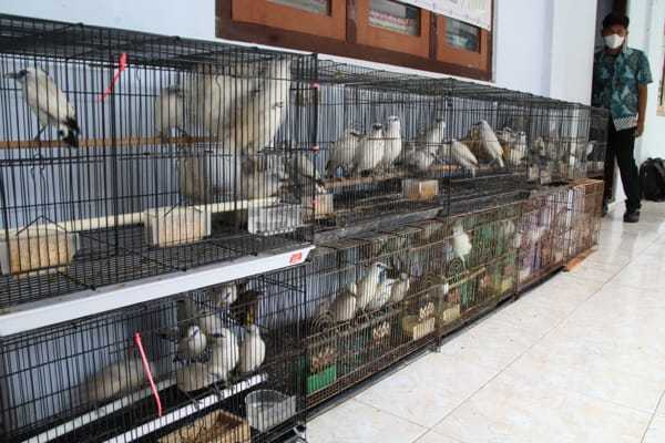 71 Jalak Bali Hasil Tangkaran Dilepaskan ke Habitat Aslinya
