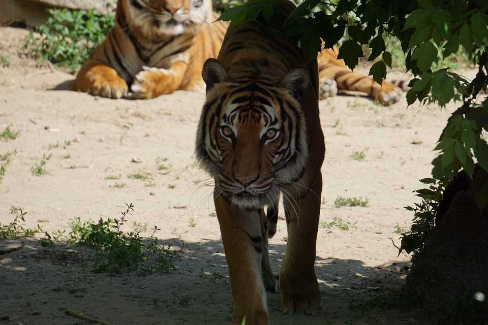 Harimau Sumatera Kembali Diduga Serang Ternak Warga