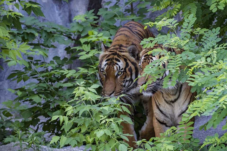 Konflik Harimau Sumatera Kembali Terjadi, BBKSDA Pasang Jebakan