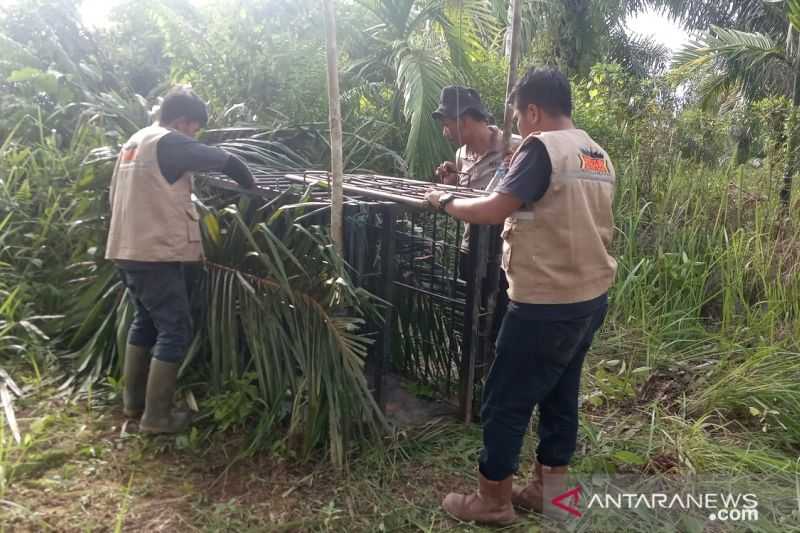 Harimau Sumatera Masuk Permukiman, BKSDA Pasang Kandang Jebak